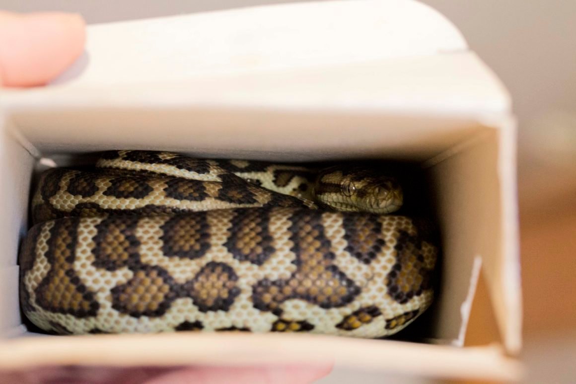 Quickstart: Packaging in Python - Zax Rosenberg